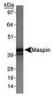 Serpin B5 antibody, TA309851, Origene, Western Blot image 