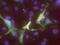DNA Methyltransferase 3 Like antibody, 75-153, Antibodies Incorporated, Immunofluorescence image 
