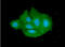 DHEA-ST antibody, GTX57723, GeneTex, Immunofluorescence image 