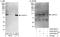 L3MBTL Histone Methyl-Lysine Binding Protein 3 antibody, A302-852A, Bethyl Labs, Western Blot image 