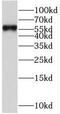 Heparin cofactor 2 antibody, FNab07750, FineTest, Western Blot image 