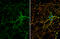 Dopamine Receptor D1 antibody, GTX100355, GeneTex, Immunofluorescence image 