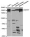 CD13 antibody, LS-C334203, Lifespan Biosciences, Western Blot image 