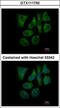 Galactokinase 2 antibody, GTX111750, GeneTex, Immunofluorescence image 