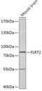 Fibronectin Leucine Rich Transmembrane Protein 2 antibody, 18-034, ProSci, Western Blot image 