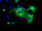 L1 Cell Adhesion Molecule antibody, GTX84236, GeneTex, Immunofluorescence image 