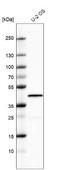 Dual Specificity Phosphatase 1 antibody, NBP2-57354, Novus Biologicals, Western Blot image 