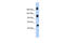KIAA1211 Like antibody, 31-318, ProSci, Western Blot image 