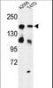 High Density Lipoprotein Binding Protein antibody, LS-C166828, Lifespan Biosciences, Western Blot image 