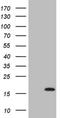 Chromosome 17 Open Reading Frame 58 antibody, NBP2-46593, Novus Biologicals, Western Blot image 