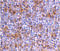 DNA dC->dU-editing enzyme APOBEC-3G antibody, 3257, ProSci, Immunohistochemistry frozen image 