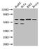 PAF1 Homolog, Paf1/RNA Polymerase II Complex Component antibody, LS-C397575, Lifespan Biosciences, Western Blot image 