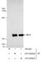 Replication factor C subunit 1 antibody, GTX129292, GeneTex, Immunoprecipitation image 