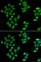 Intelectin 1 antibody, GTX32687, GeneTex, Immunocytochemistry image 