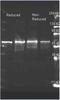 Choline oxidase antibody, orb344178, Biorbyt, Western Blot image 
