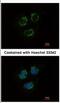 Tubulin Tyrosine Ligase Like 10 antibody, NBP2-20755, Novus Biologicals, Immunofluorescence image 