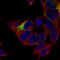 MAP2ab antibody, AMAb91375, Atlas Antibodies, Immunofluorescence image 