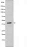 cAMP-dependent protein kinase catalytic subunit alpha antibody, orb225667, Biorbyt, Western Blot image 