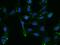 Solute Carrier Family 26 Member 11 antibody, 203173-T02, Sino Biological, Immunohistochemistry frozen image 