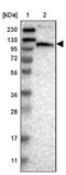 MORC Family CW-Type Zinc Finger 4 antibody, NBP2-33874, Novus Biologicals, Western Blot image 