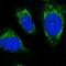 Chromosome 12 Open Reading Frame 73 antibody, HPA038883, Atlas Antibodies, Immunofluorescence image 