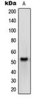 Opsin 4 antibody, orb215343, Biorbyt, Western Blot image 