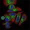 Erythropoietin antibody, NBP1-51648, Novus Biologicals, Immunofluorescence image 