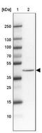 Isocitrate dehydrogenase [NAD] subunit gamma 1, mitochondrial antibody, NBP2-34091, Novus Biologicals, Western Blot image 