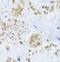 Minichromosome Maintenance Complex Component 4 antibody, FNab05059, FineTest, Immunohistochemistry frozen image 