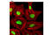 JunD Proto-Oncogene, AP-1 Transcription Factor Subunit antibody, 5000S, Cell Signaling Technology, Immunocytochemistry image 