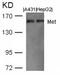 MET antibody, 79-435, ProSci, Western Blot image 
