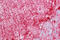 ACBP antibody, ARP33135_P050, Aviva Systems Biology, Immunohistochemistry frozen image 