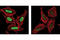 Histone H3 antibody, 9683S, Cell Signaling Technology, Immunocytochemistry image 