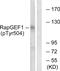 Rap Guanine Nucleotide Exchange Factor 1 antibody, PA5-38705, Invitrogen Antibodies, Western Blot image 