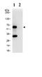 Myc-associated zinc finger protein antibody, ab85725, Abcam, Immunoprecipitation image 