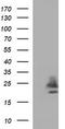 Claudin 6 antibody, TA506897, Origene, Western Blot image 