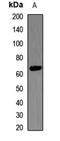 Lecithin-Cholesterol Acyltransferase antibody, orb411883, Biorbyt, Western Blot image 