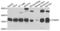 Cytochrome B5 Reductase 3 antibody, LS-C349221, Lifespan Biosciences, Western Blot image 