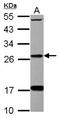 Dehydrogenase/reductase SDR family member 2 antibody, NBP2-16159, Novus Biologicals, Western Blot image 