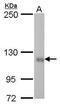 Rho guanine nucleotide exchange factor 2 antibody, MA5-27803, Invitrogen Antibodies, Western Blot image 