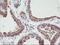 DNA excision repair protein ERCC-1 antibody, LS-C173800, Lifespan Biosciences, Immunohistochemistry frozen image 