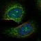 Ciliogenesis Associated TTC17 Interacting Protein antibody, NBP1-91729, Novus Biologicals, Immunocytochemistry image 