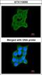 Cartilage Associated Protein antibody, LS-C186127, Lifespan Biosciences, Immunocytochemistry image 