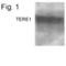 UbiA Prenyltransferase Domain Containing 1 antibody, PA1-4378, Invitrogen Antibodies, Western Blot image 