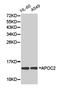 Apolipoprotein C2 antibody, LS-B12792, Lifespan Biosciences, Western Blot image 