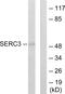 Serine incorporator 3 antibody, GTX87321, GeneTex, Western Blot image 