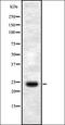 SERTA Domain Containing 1 antibody, orb337404, Biorbyt, Western Blot image 
