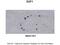 Early Growth Response 1 antibody, ARP36841_T100, Aviva Systems Biology, Immunohistochemistry frozen image 