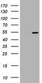 Vimentin antibody, TA801202, Origene, Western Blot image 