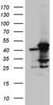 Acyl-CoA Dehydrogenase Medium Chain antibody, TA811761S, Origene, Western Blot image 